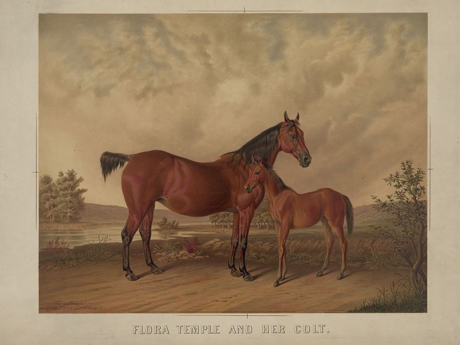 Flora Temple and her colt, courtesy the Library of Congress